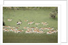 Springbok Herd by Anonymous