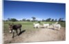 Donkey and cows by Anonymous