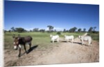 Donkey and cows by Anonymous