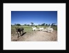 Donkey and cows by Anonymous