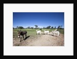 Donkey and cows by Anonymous