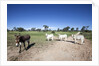 Donkey and cows by Anonymous