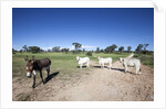 Donkey and cows by Anonymous