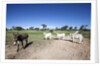 Donkey and cows by Anonymous