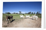 Donkey and cows by Anonymous