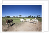 Donkey and cows by Anonymous