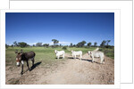 Donkey and cows by Anonymous