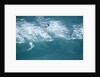 Aerial View of kitesurfer by Anonymous