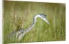 Blackheaded Heron hunting mice by Anonymous