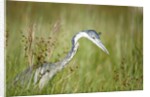 Blackheaded Heron hunting mice by Anonymous