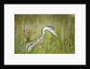 Blackheaded Heron hunting mice by Anonymous