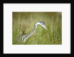 Blackheaded Heron hunting mice by Anonymous