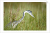 Blackheaded Heron hunting mice by Anonymous