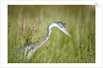 Blackheaded Heron hunting mice by Anonymous