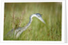 Blackheaded Heron hunting mice by Anonymous