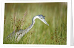Blackheaded Heron hunting mice by Anonymous