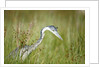 Blackheaded Heron hunting mice by Anonymous