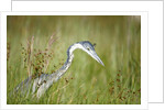 Blackheaded Heron hunting mice by Anonymous