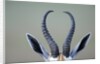 Horns and ears of Springbok by Anonymous