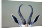 Horns and ears of Springbok by Anonymous