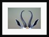 Horns and ears of Springbok by Anonymous