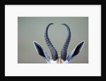Horns and ears of Springbok by Anonymous
