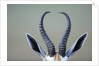 Horns and ears of Springbok by Anonymous
