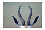 Horns and ears of Springbok by Anonymous