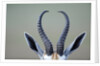 Horns and ears of Springbok by Anonymous