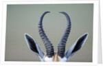 Horns and ears of Springbok by Anonymous