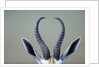 Horns and ears of Springbok by Anonymous