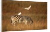 Cattle Egret ride on Zebras by Anonymous