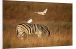 Cattle Egret ride on Zebras by Anonymous
