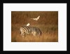 Cattle Egret ride on Zebras by Anonymous