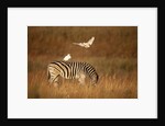 Cattle Egret ride on Zebras by Anonymous