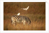 Cattle Egret ride on Zebras by Anonymous