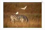 Cattle Egret ride on Zebras by Anonymous