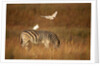 Cattle Egret ride on Zebras by Anonymous
