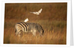 Cattle Egret ride on Zebras by Anonymous