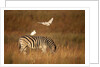 Cattle Egret ride on Zebras by Anonymous