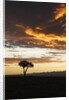 Acacia tree silhouette at dawn, Kenya by Anonymous