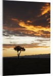 Acacia tree silhouette at dawn, Kenya by Anonymous
