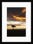 Acacia tree silhouette at dawn, Kenya by Anonymous