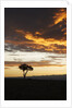 Acacia tree silhouette at dawn, Kenya by Anonymous