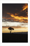 Acacia tree silhouette at dawn, Kenya by Anonymous