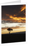 Acacia tree silhouette at dawn, Kenya by Anonymous