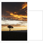 Acacia tree silhouette at dawn, Kenya by Anonymous