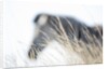 Zebra and thatch grass by Anonymous