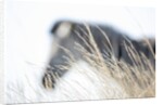 Zebra and thatch grass by Anonymous