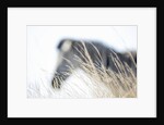 Zebra and thatch grass by Anonymous